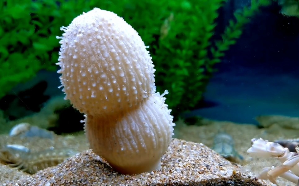 海仙人掌的秘密