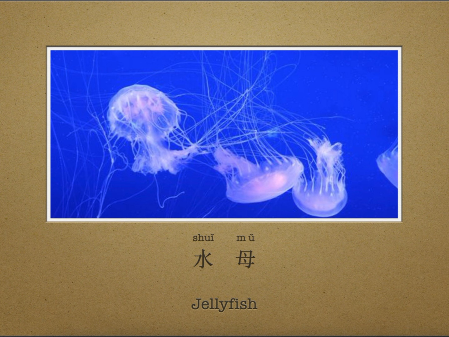 jellyfish,无脊椎动物invertebrate:水母
