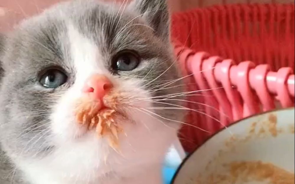 超萌英国短毛猫,贪吃小奶猫吃的满嘴都是,太可爱了