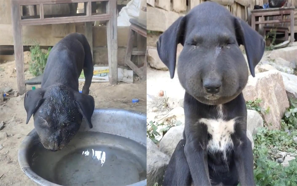 狗子出去玩被马蜂蜇成表情包猪头满脸委屈巴巴好难受你们还笑