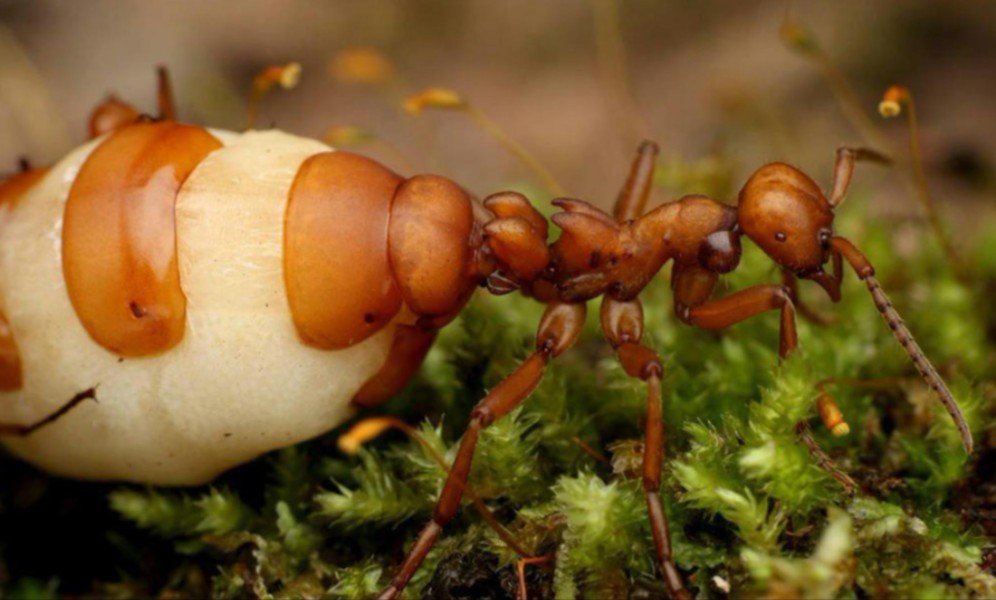 白蚁女王产卵记