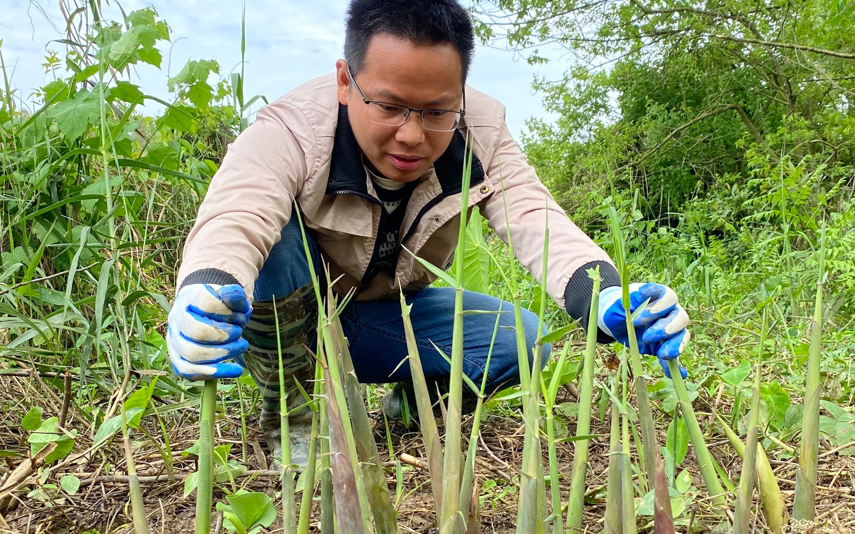 活动  芦苇笋长得太疯狂了,一窝接一窝的长,拔都拔不过来,太多了