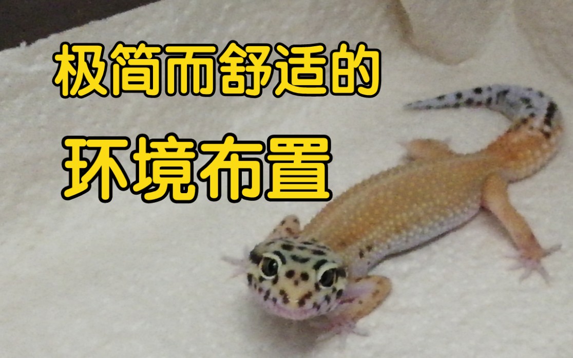 干货简单科学的豹纹守宫饲养环境布置做到良好的温度梯度让你的守宫过