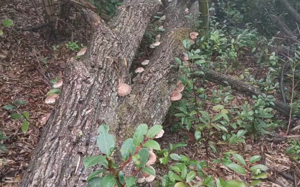 香菇都吃过,你吃过椴木香菇吗?这东西数量稀有,砍树入林,挖洞埋种,之后就是终年不管,有的结五个,也可能不见一个.野香菇有椴木菇,原木菇,...