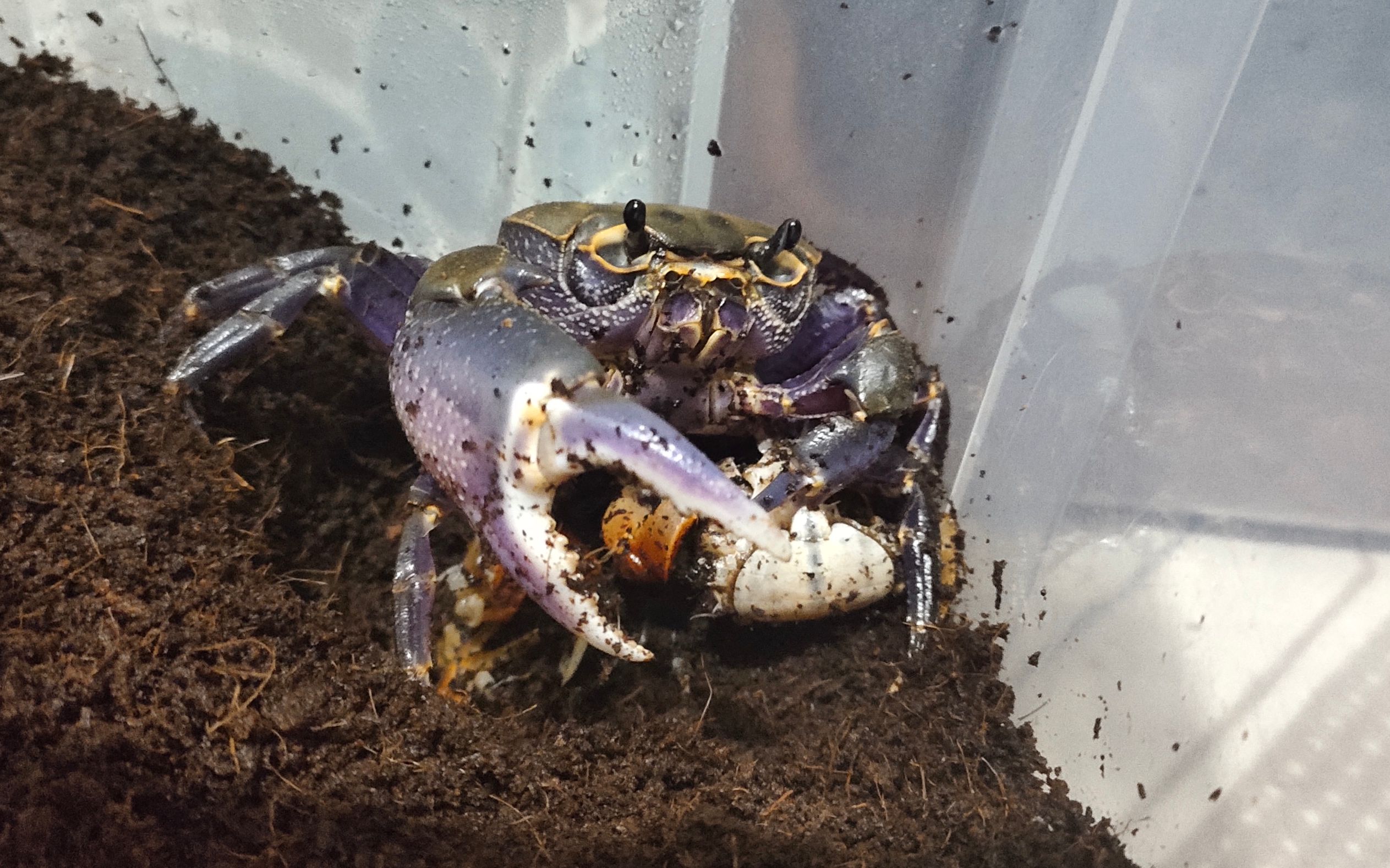 府城海南溪蟹捕食相手蟹_哔哩哔哩_bilibili