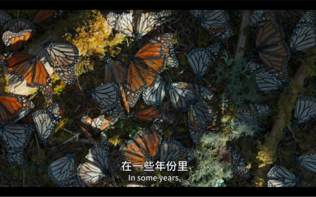 黑脉金斑蝶Monarch butterflies  BBC哔哩哔哩bilibili