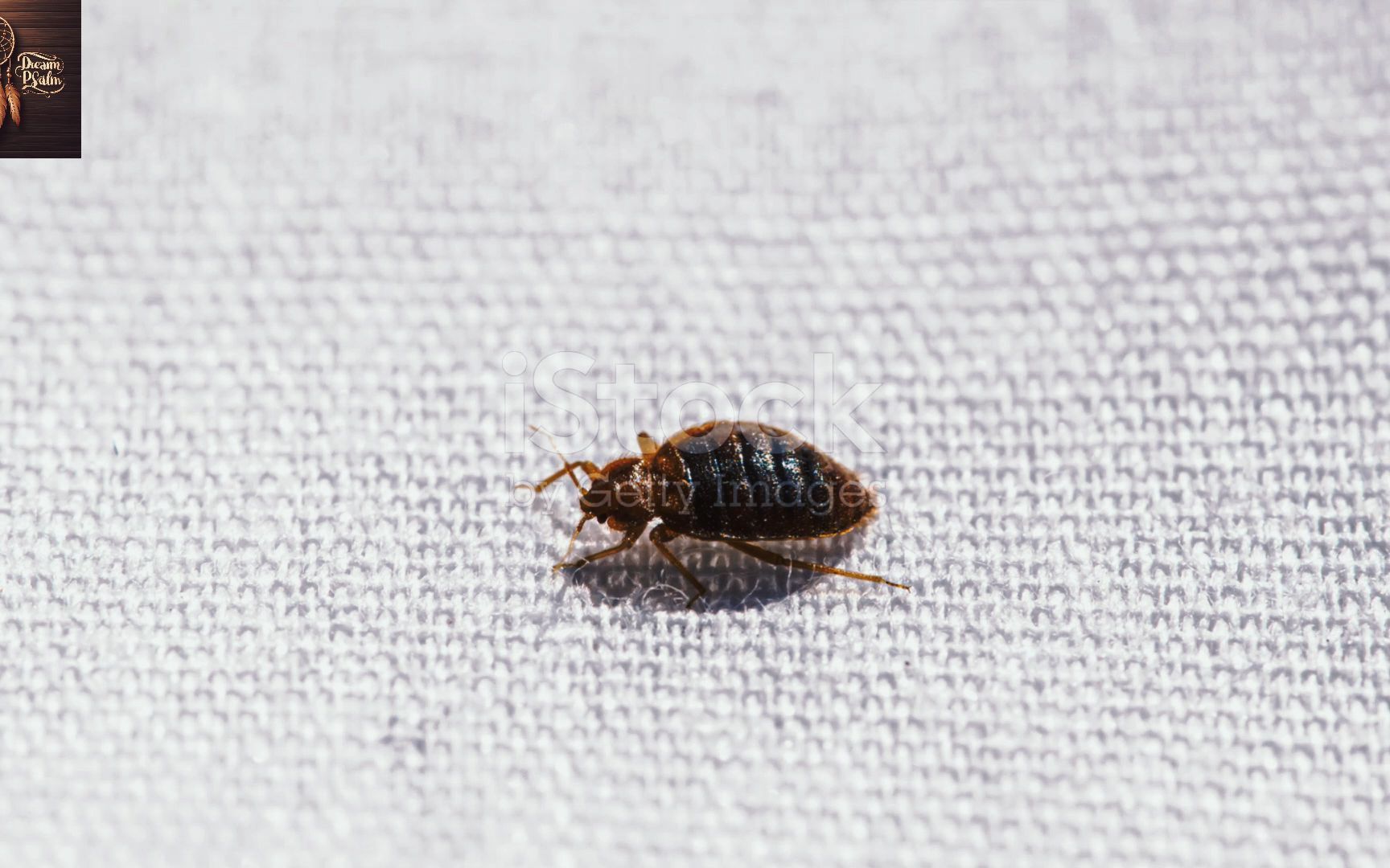 臭虫危机:全球爆发