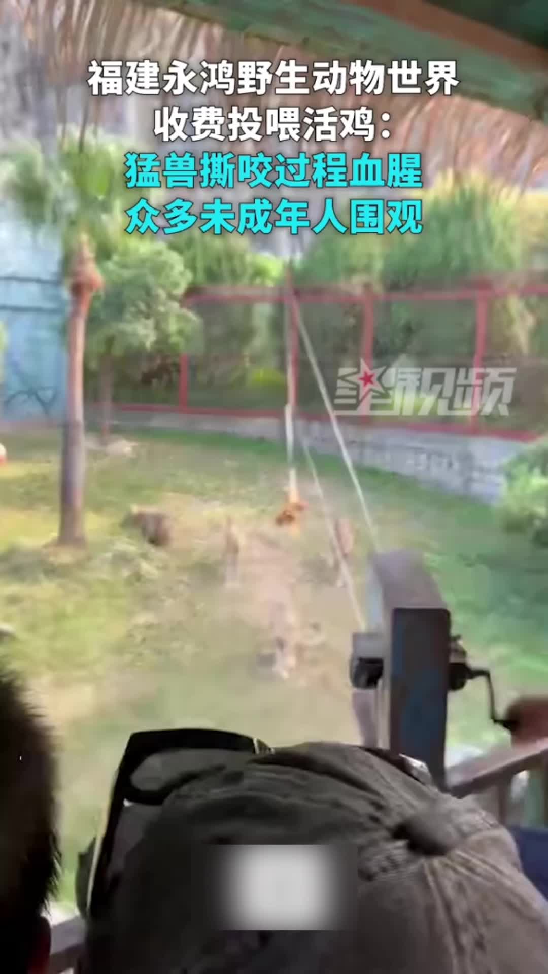 “1只鸡3种玩法”，动物园投喂活鸡给野兽撕咬，家长带孩子离开