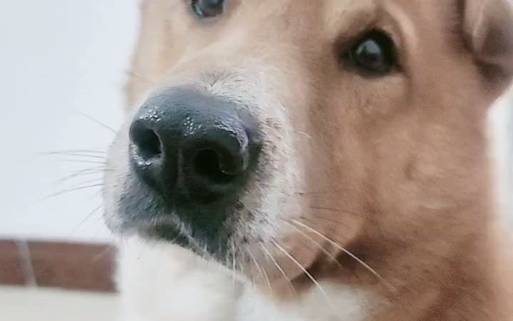 灵犬小黄家宠_20220329-_b站直播_纯净非录屏_哔哩哔哩_bilibili