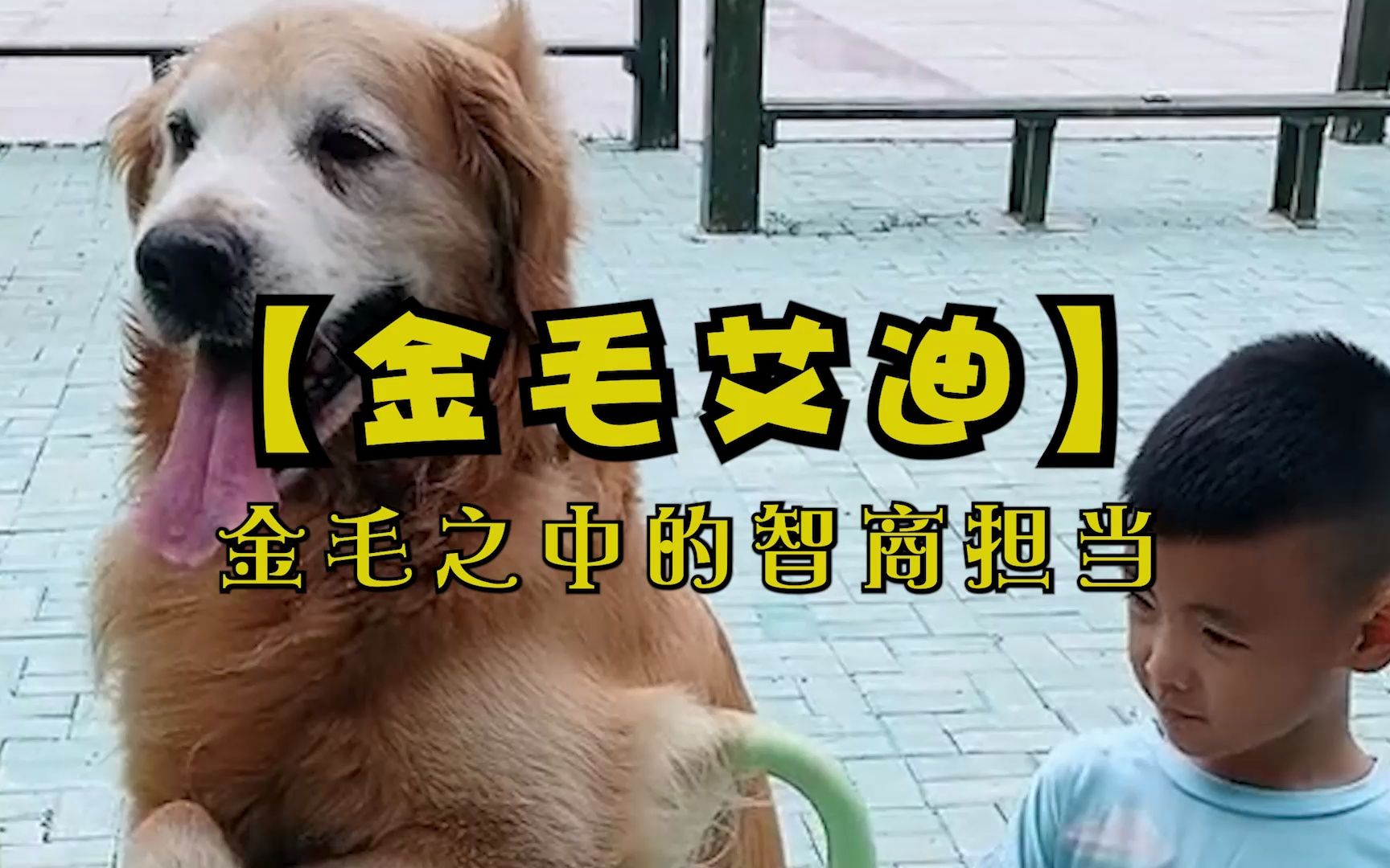 [图]全网最像人的狗子，金毛中的智商担当！#萌宠金毛#萌犬#狗狗故事