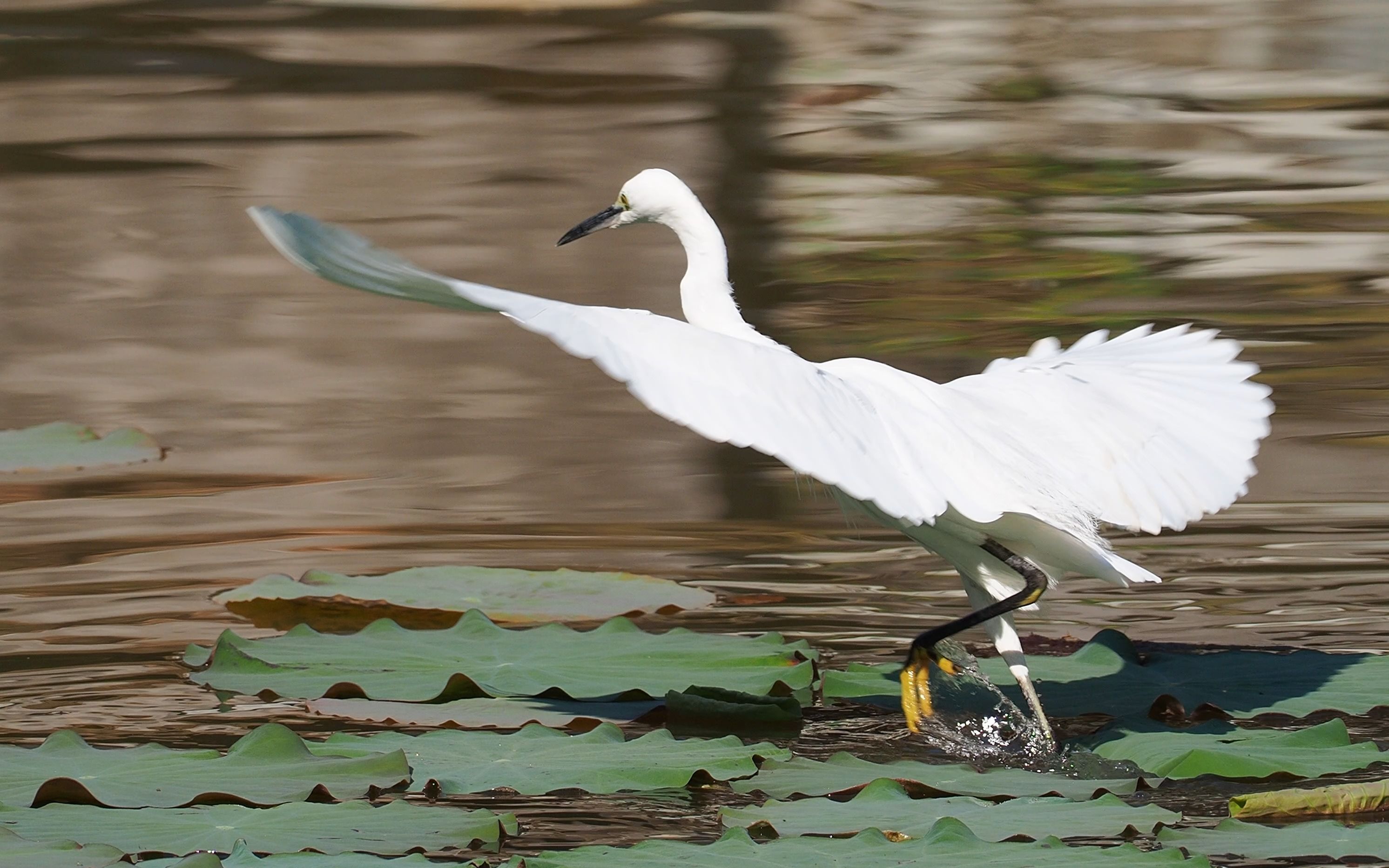 行走在荷叶上的白鹭