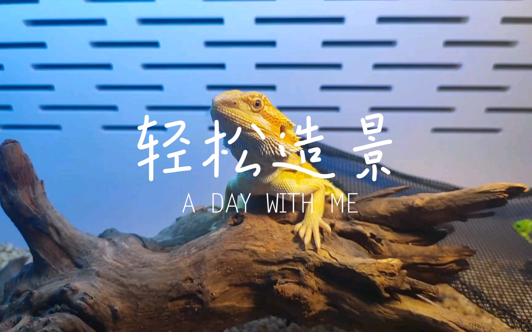 鬃狮蜥轻松造景