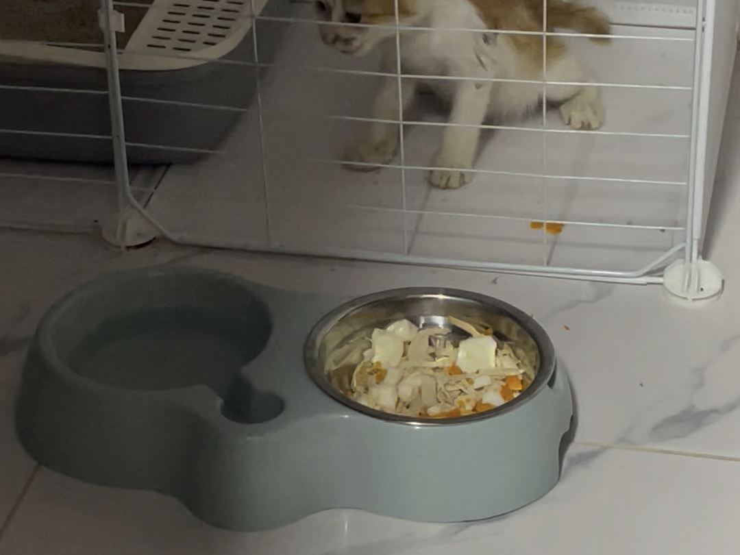 爱猫人士云养猫之小橘猫 手伸的这么长但还是够不到吃的