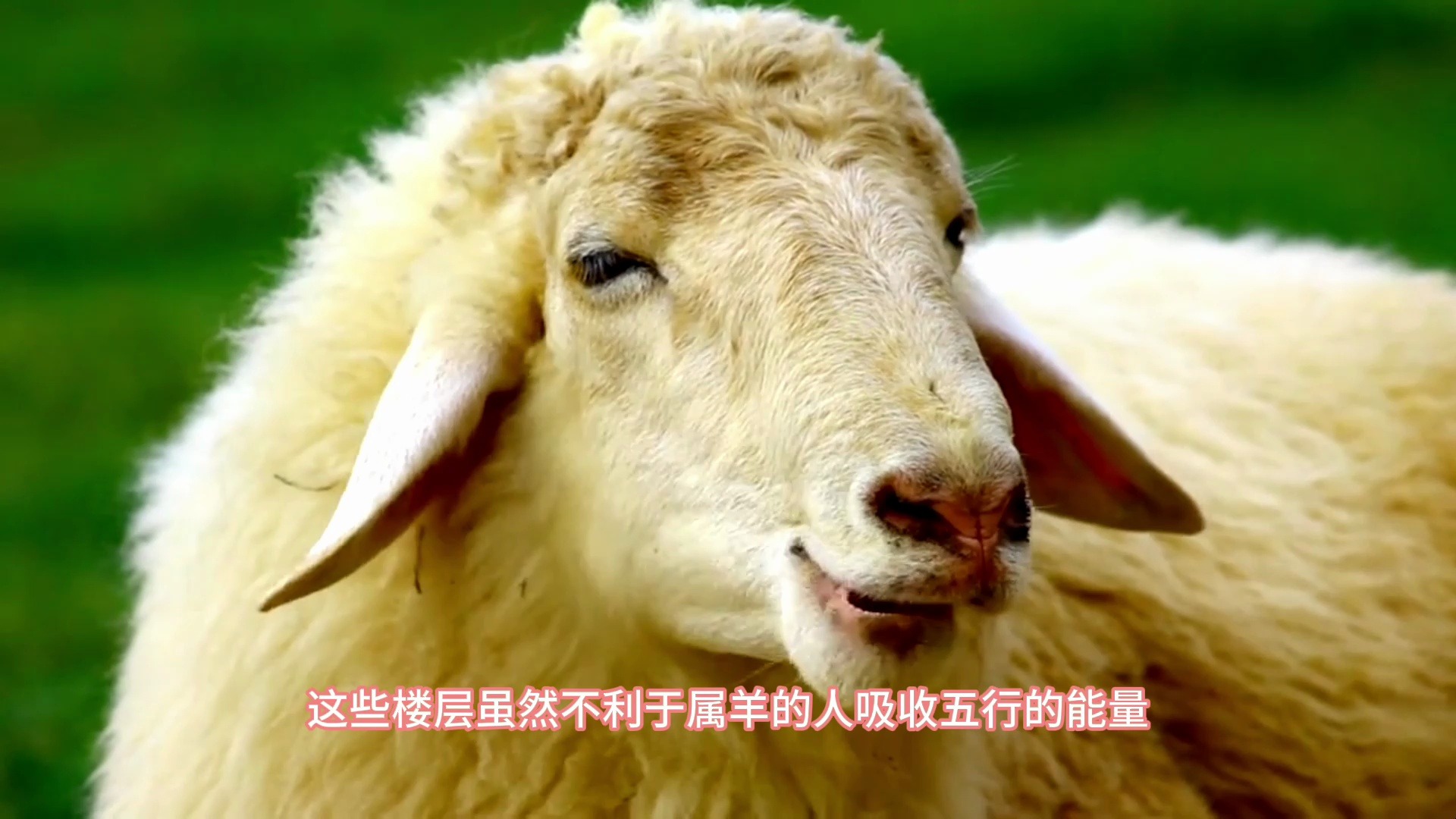 属羊住几楼最旺,属羊的最佳居住楼层