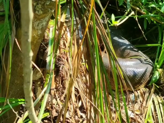 草丛里休息的这条绿水蚺有多大