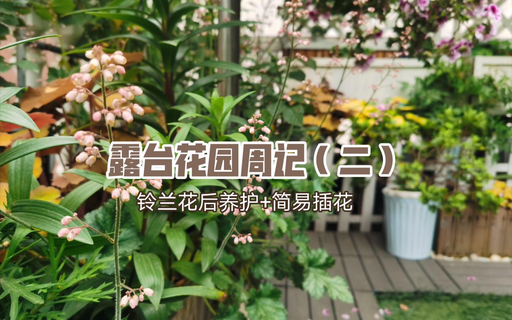 秋天嬷嬷茶的花园周记(二) | 铃兰花后养护 |球根植物花后修剪 | 日常简易插花哔哩哔哩bilibili