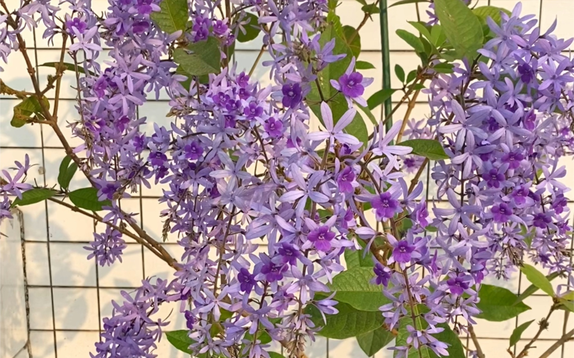 广东大叶蓝花藤