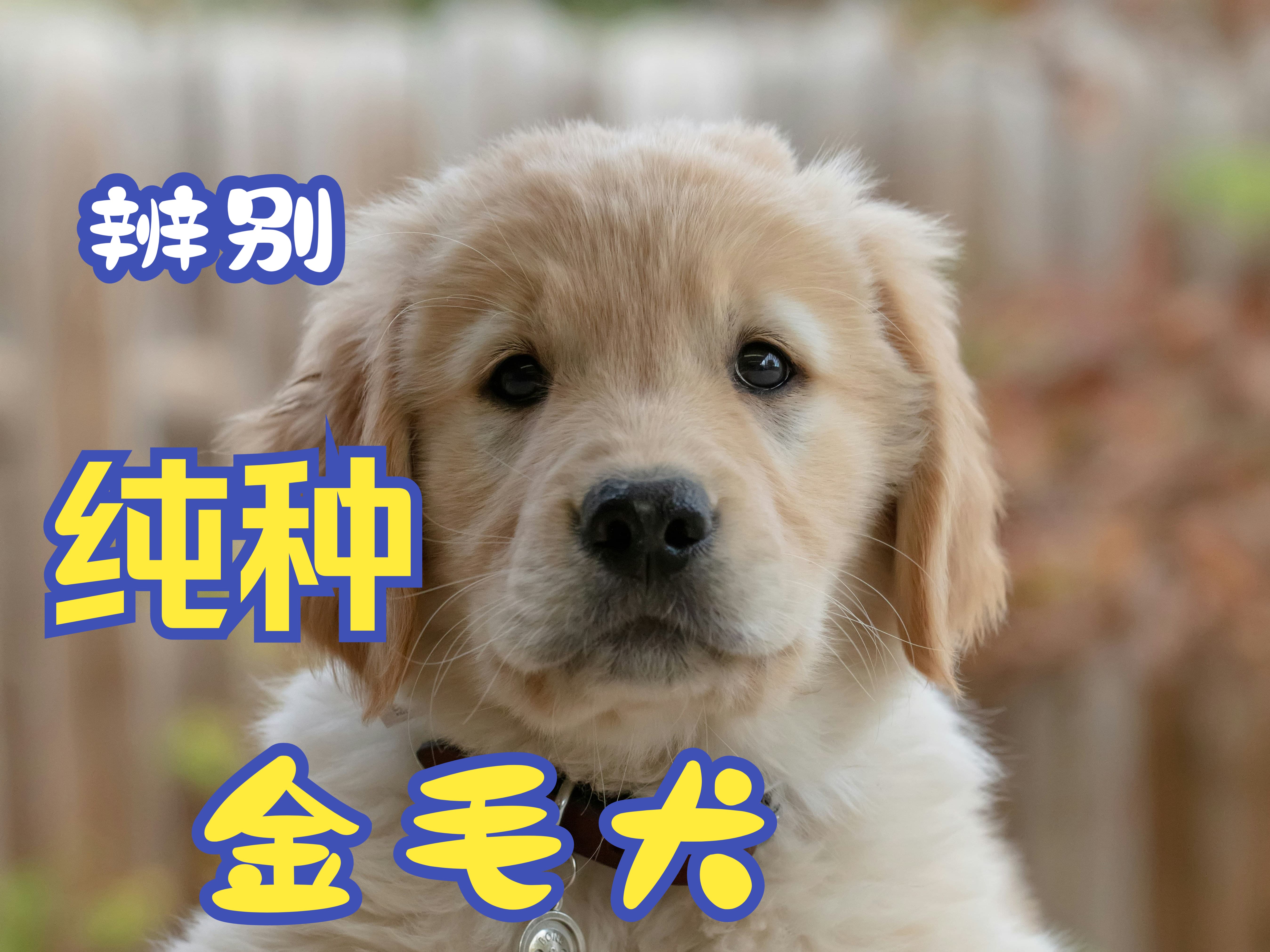 【金毛篇】如何辨别纯种金毛犬哔哩哔哩bilibili