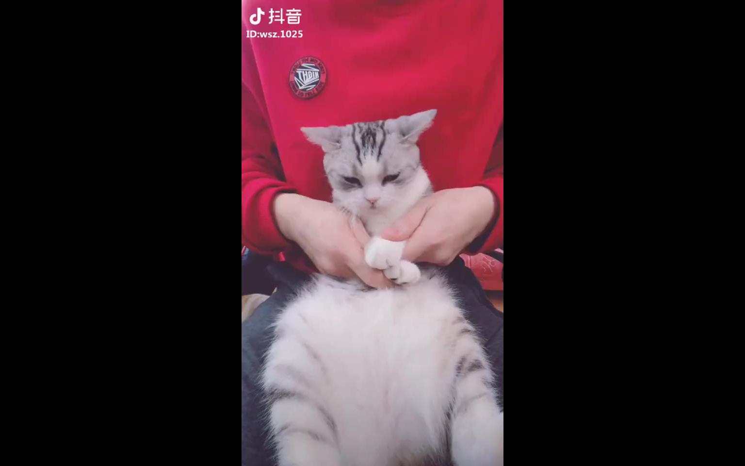 【抖音】猫咪现跳海草舞 超级可爱哔哩哔哩bilibili