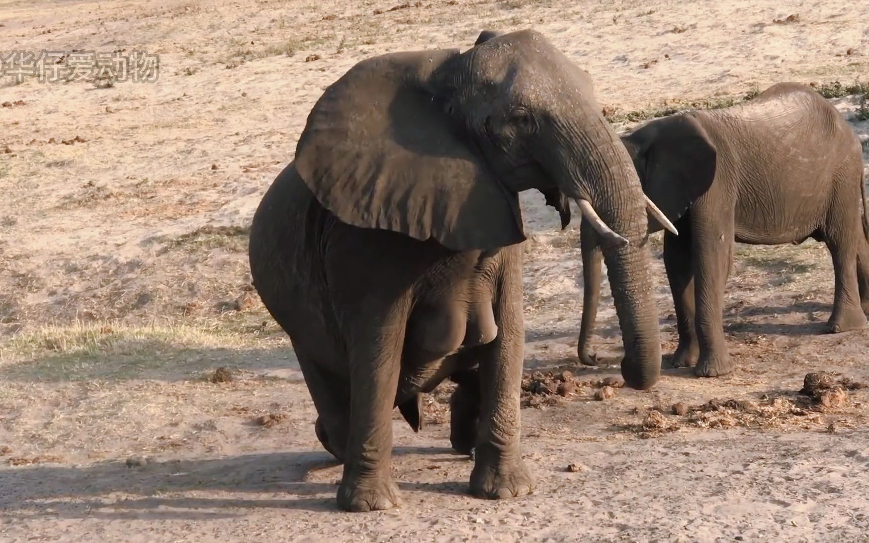 大草原的大象生宝宝,过程太辛苦了