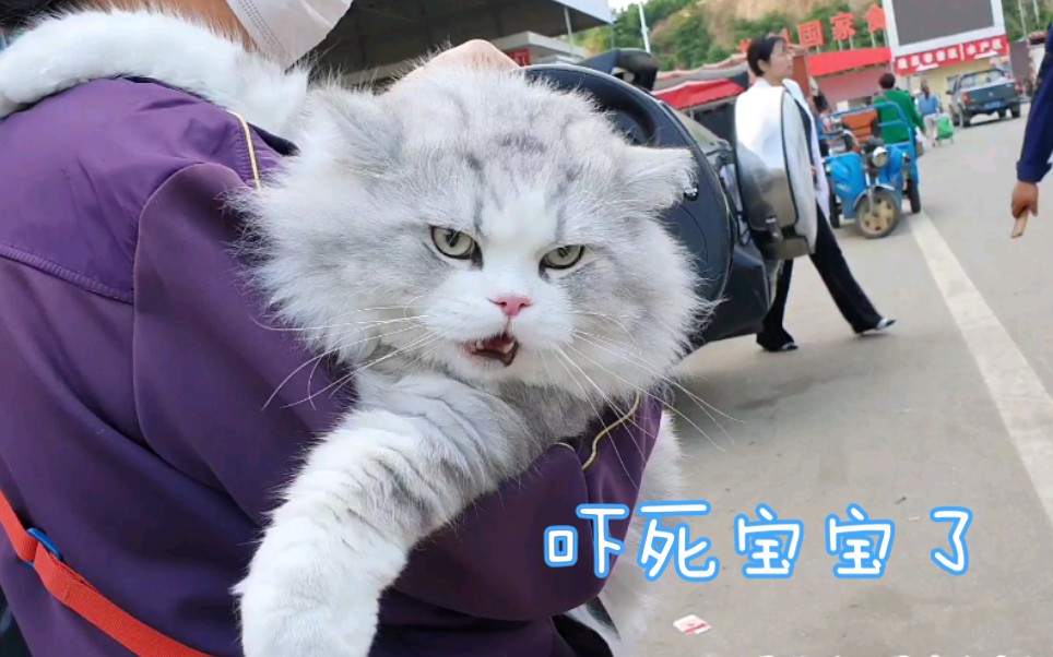 小八菜市场惊魂记,面对还没自己头大的奶牛猫小八一脸茫然.