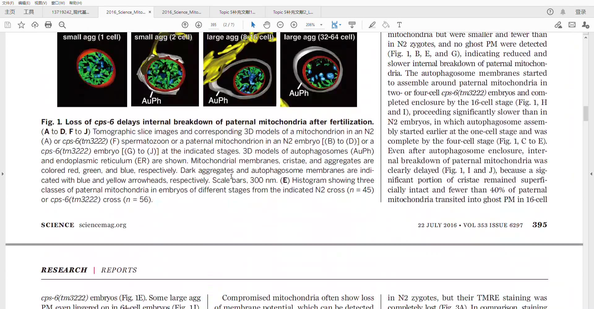 5.1 paternal mitochondria deletion哔哩哔哩bilibili