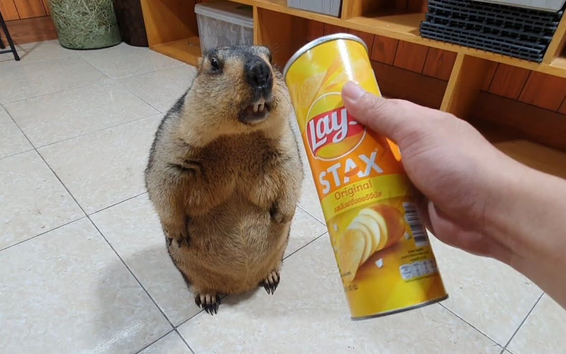 土拨鼠搞笑坐下来享用炸薯条