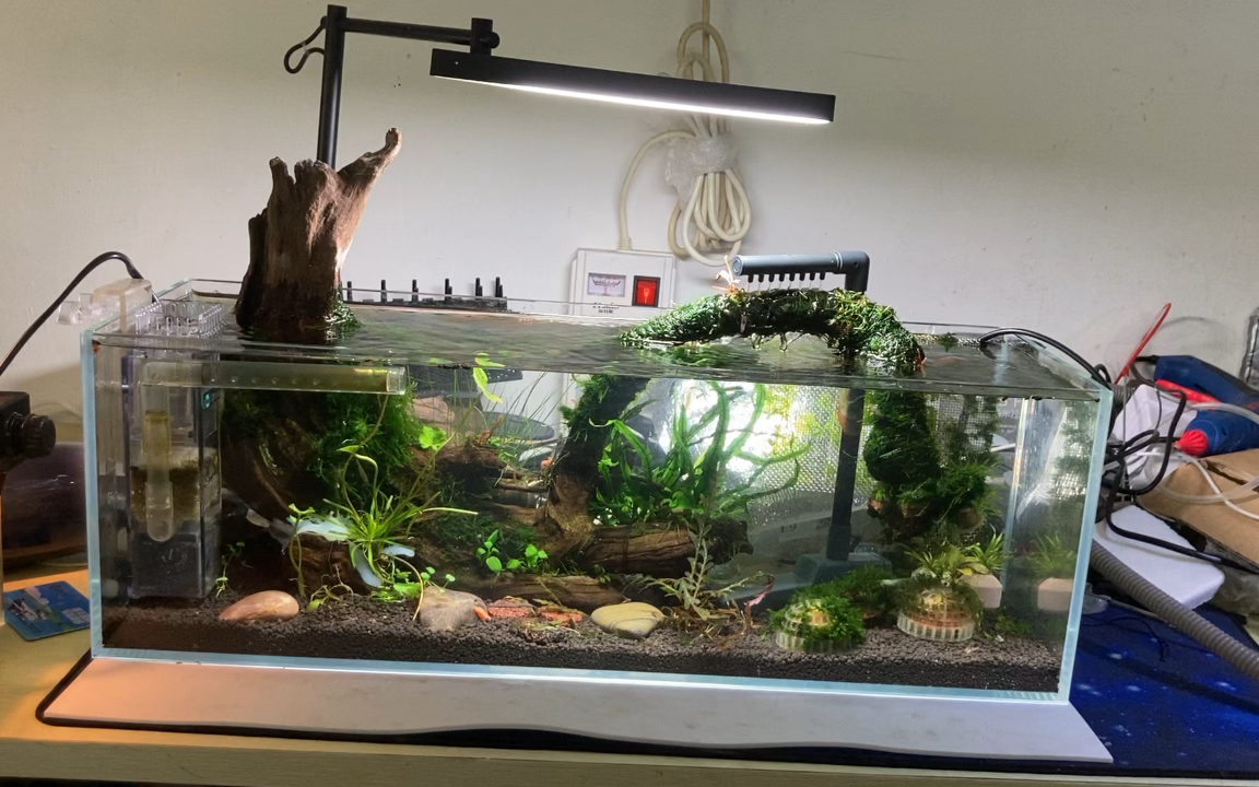 602020沉木矮缸虾缸