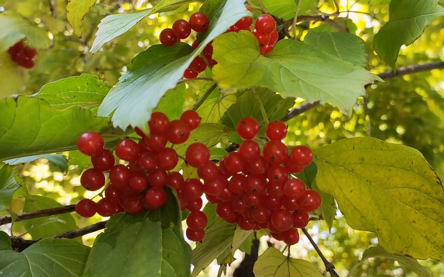 秋日的欧洲荚蒾