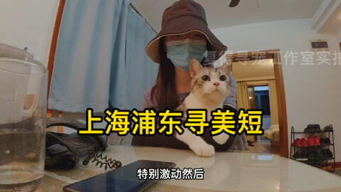 日本网友拍摄自家猫下楼梯再次证明猫咪是液体的原标题 流れるように落ちていく猫 流動体 哔哩哔哩