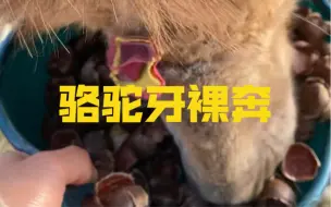 Скачать видео: 骆驼吃栗子能让骆驼牙裸奔了