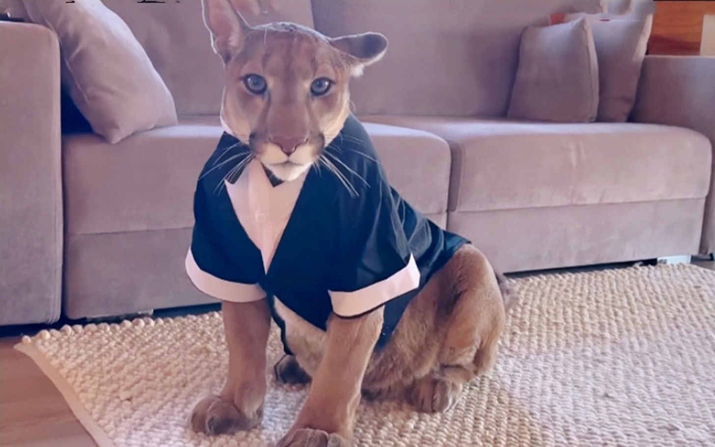 快来围观,这里有个穿西装的美洲狮