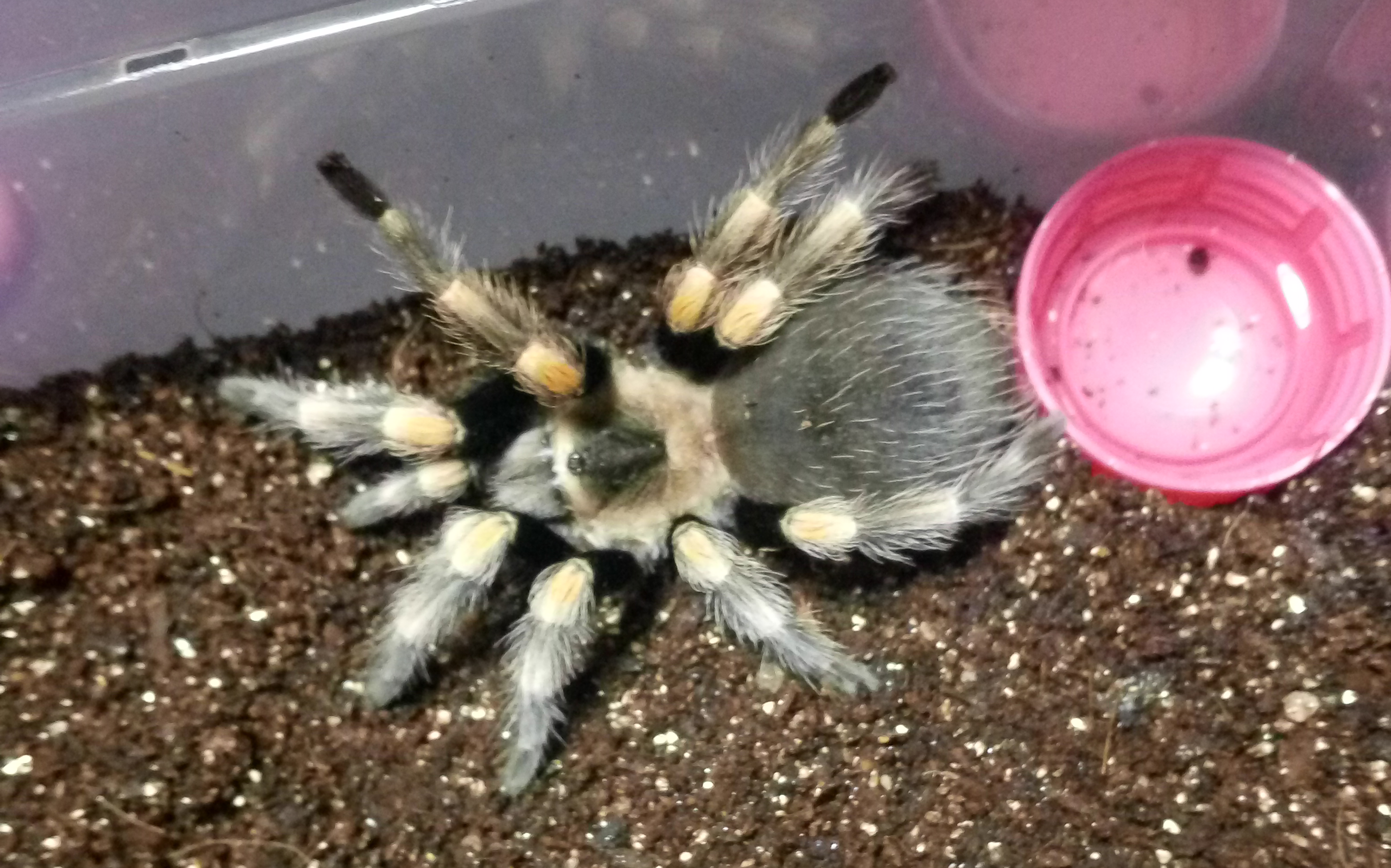 b属小蜘蛛开箱~_哔哩哔哩 (b-b)つロ 干杯~-bilibili