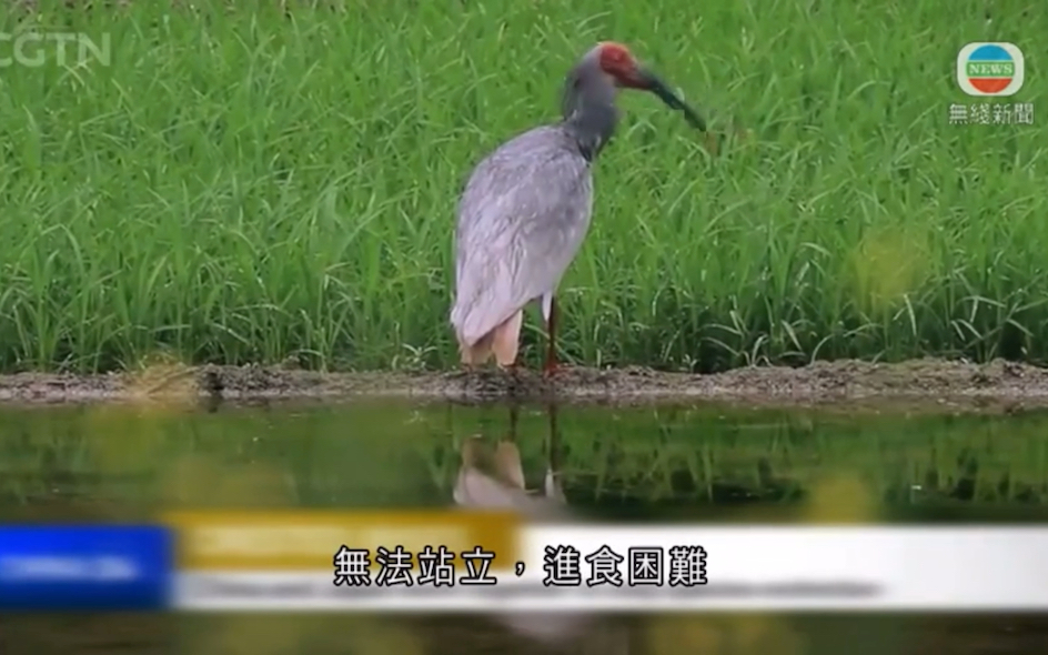 (tvb新闻台)中国赠送日本罕见鸟类朱鹭(洋洋)死亡