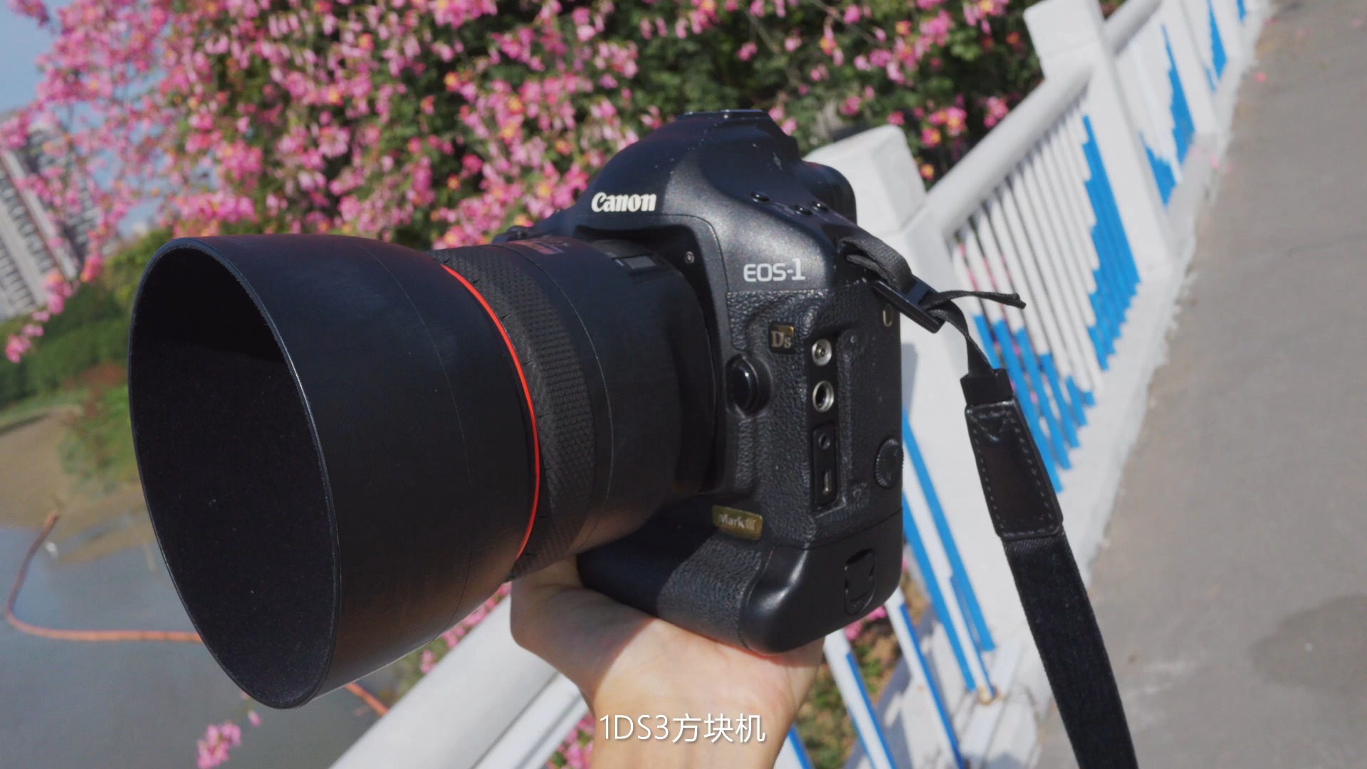 佳能1DS3老单反+85mm F1.2拍异木棉,正是盛花期!哔哩哔哩bilibili