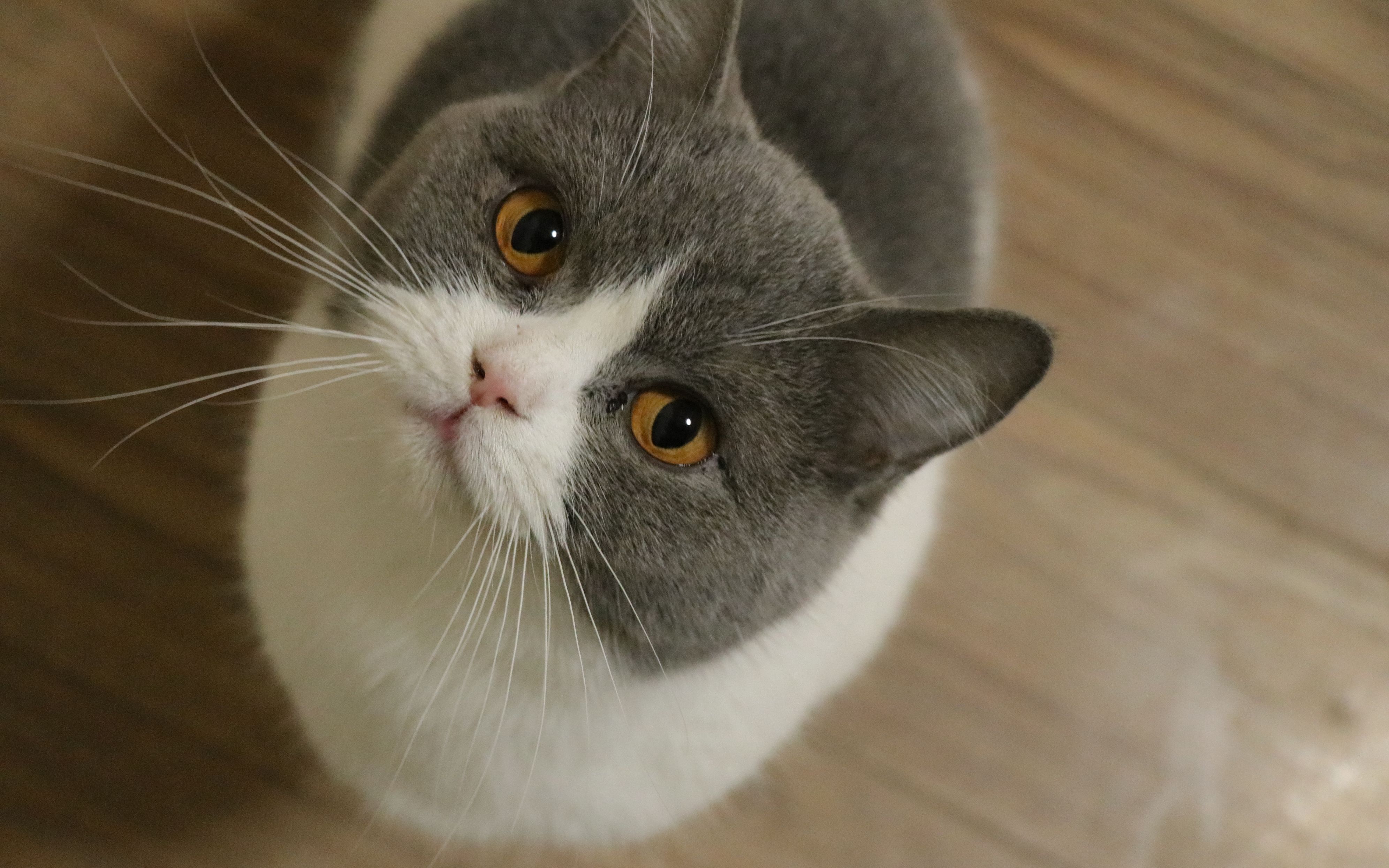 短腿猫的后宫小日常