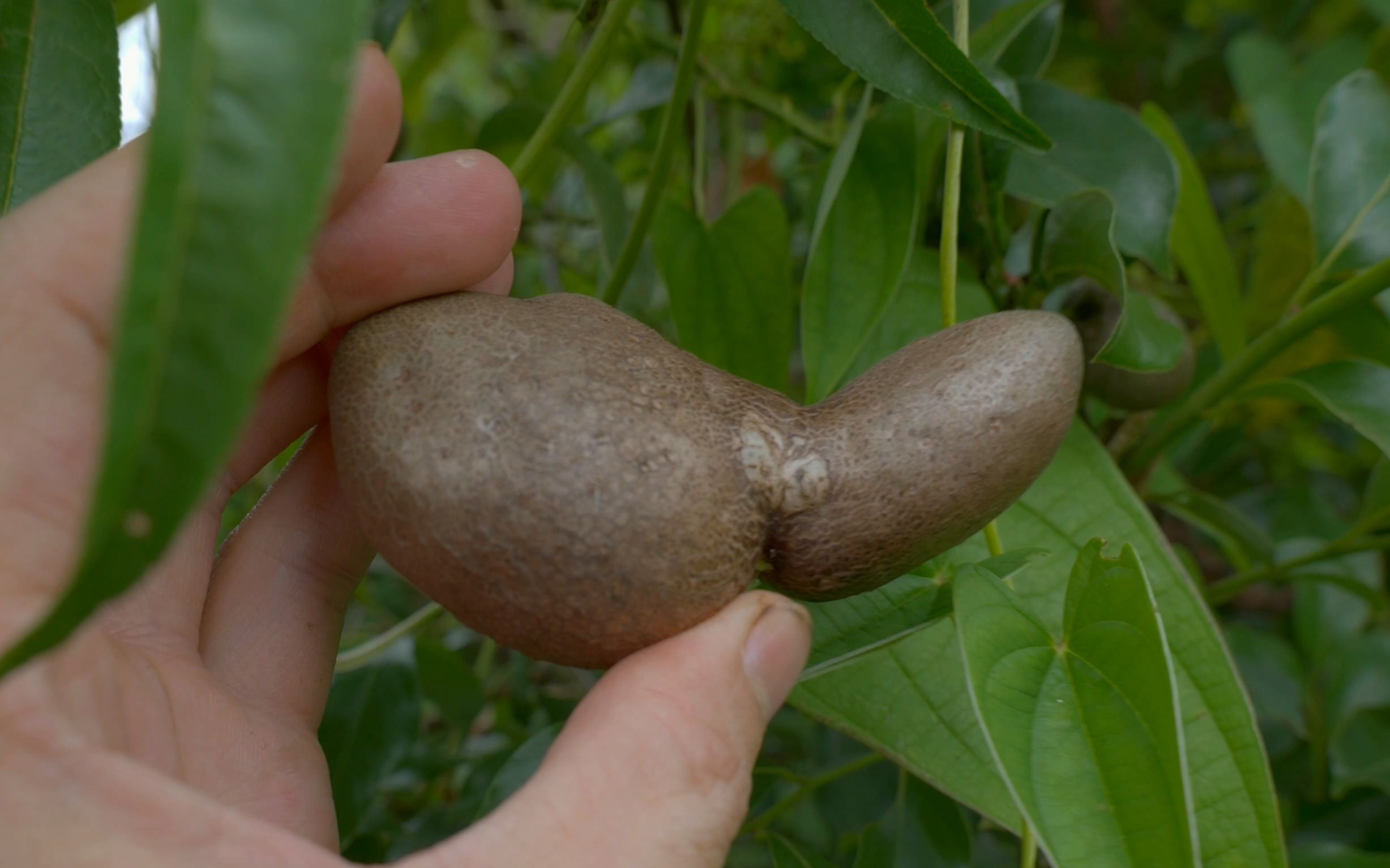 摘八月瓜还不成熟,遇到山药藤上的零余子
