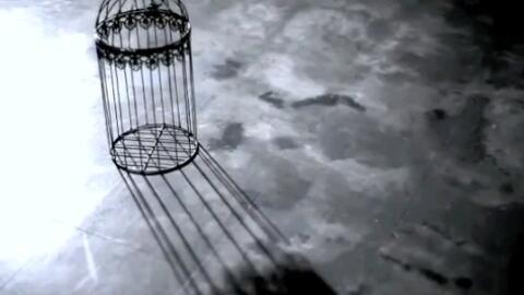 天野月 鳥籠 In This Cage 哔哩哔哩