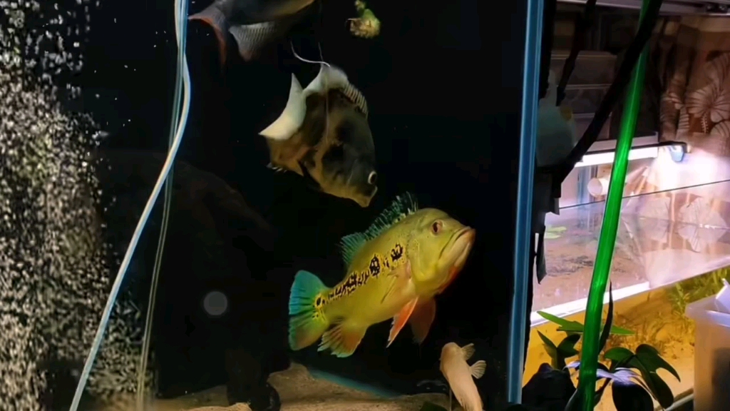 地图挑衅眼斑三间