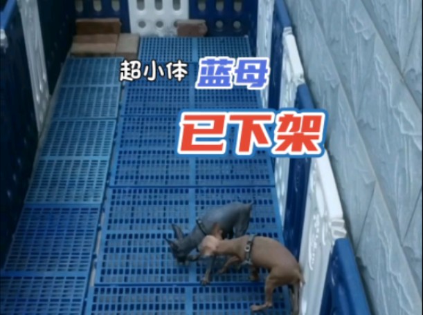 小体蓝色小鹿犬#小鹿犬#嘤嘤怪