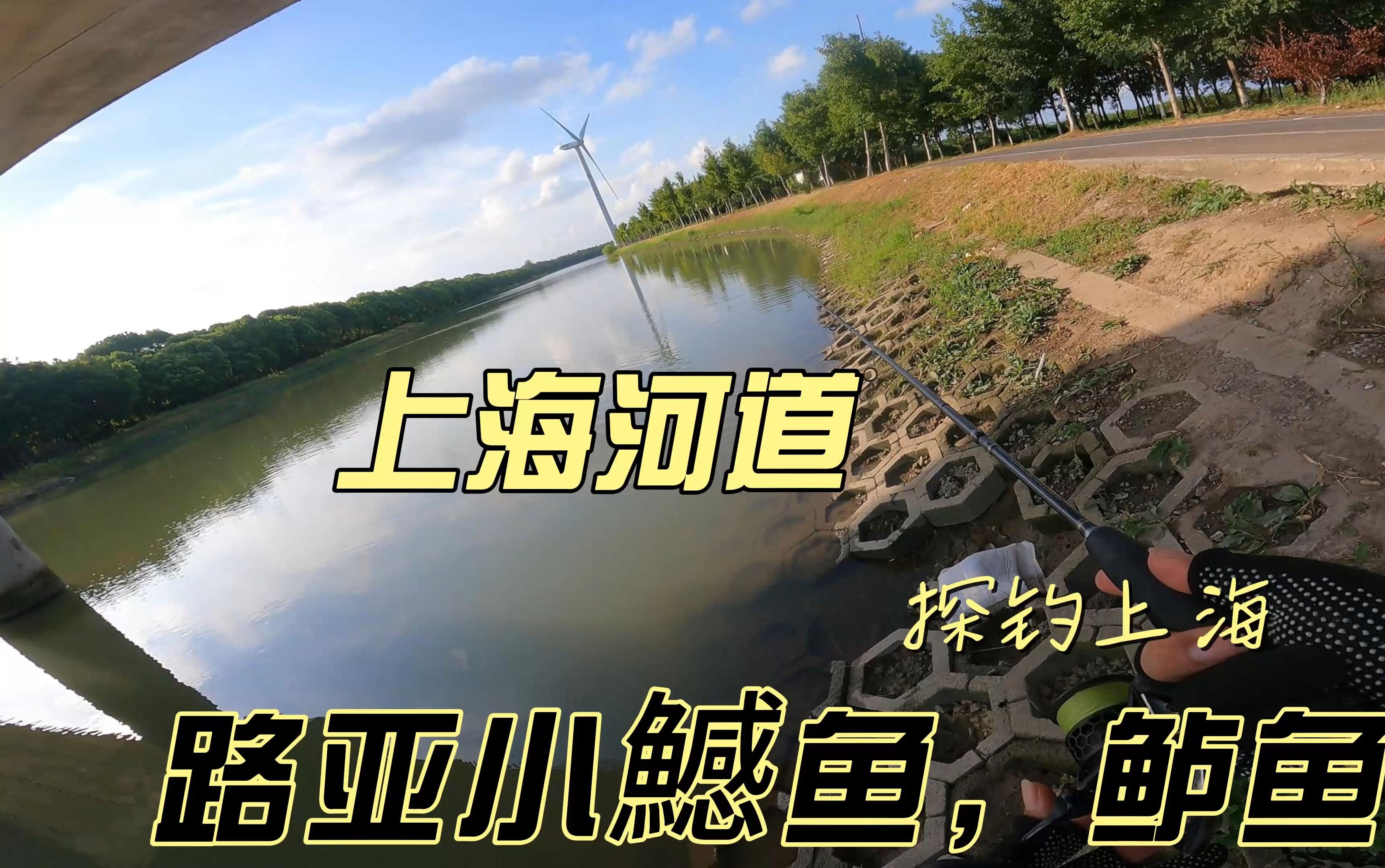 上海河道路亚探钓小鱤鱼,鲈鱼哔哩哔哩bilibili