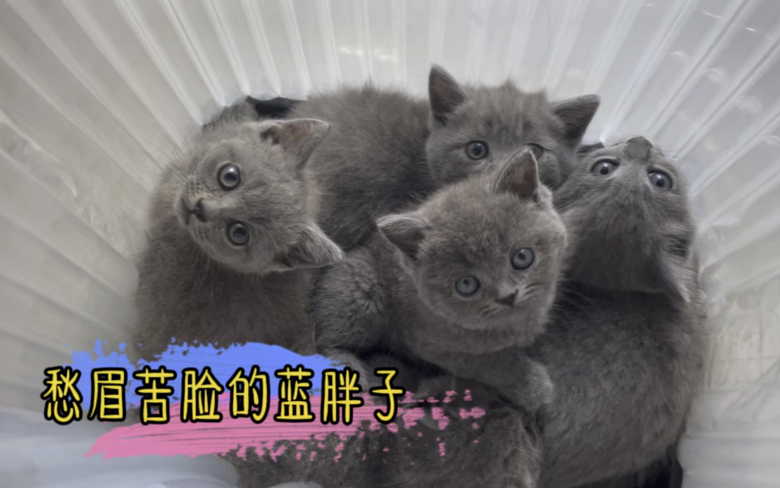 离开猫妈妈后愁眉苦脸,没有喜悦的表情.哔哩哔哩bilibili