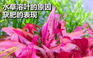 水草添肥 哔哩哔哩 Bilibili