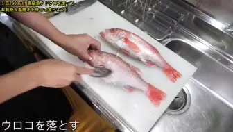 Re Ment 深海鱼寿司 非常可怕的料理0 0 袖珍模型玩具 哔哩哔哩 Bilibili