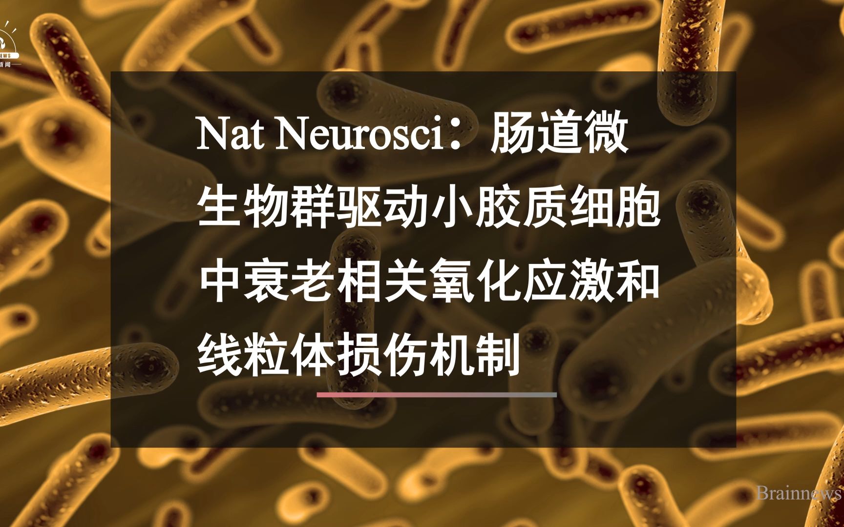 #Brainnews 【前沿快讯】 Nat Neurosci:肠道微生物群驱动小胶质细胞中衰老相关氧化应激和线粒体损伤机制哔哩哔哩bilibili