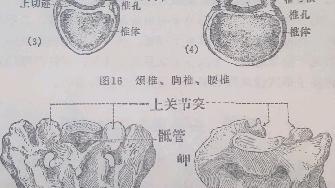 颈椎、胸椎、腰椎及骶骨哔哩哔哩bilibili