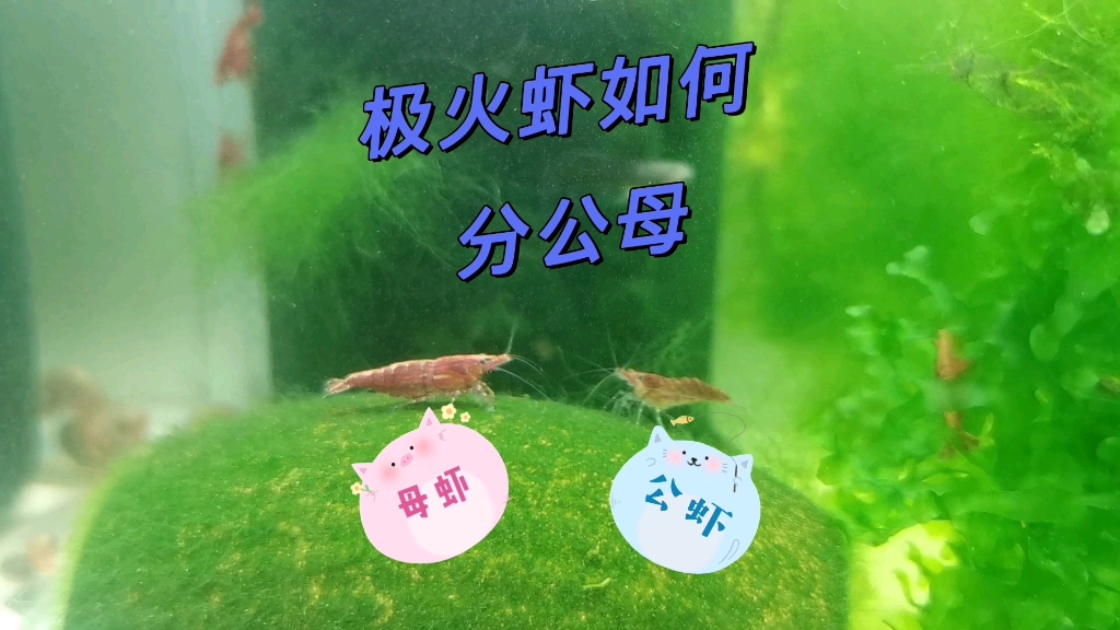 极火虾如何分公母!_哔哩哔哩_bilibili
