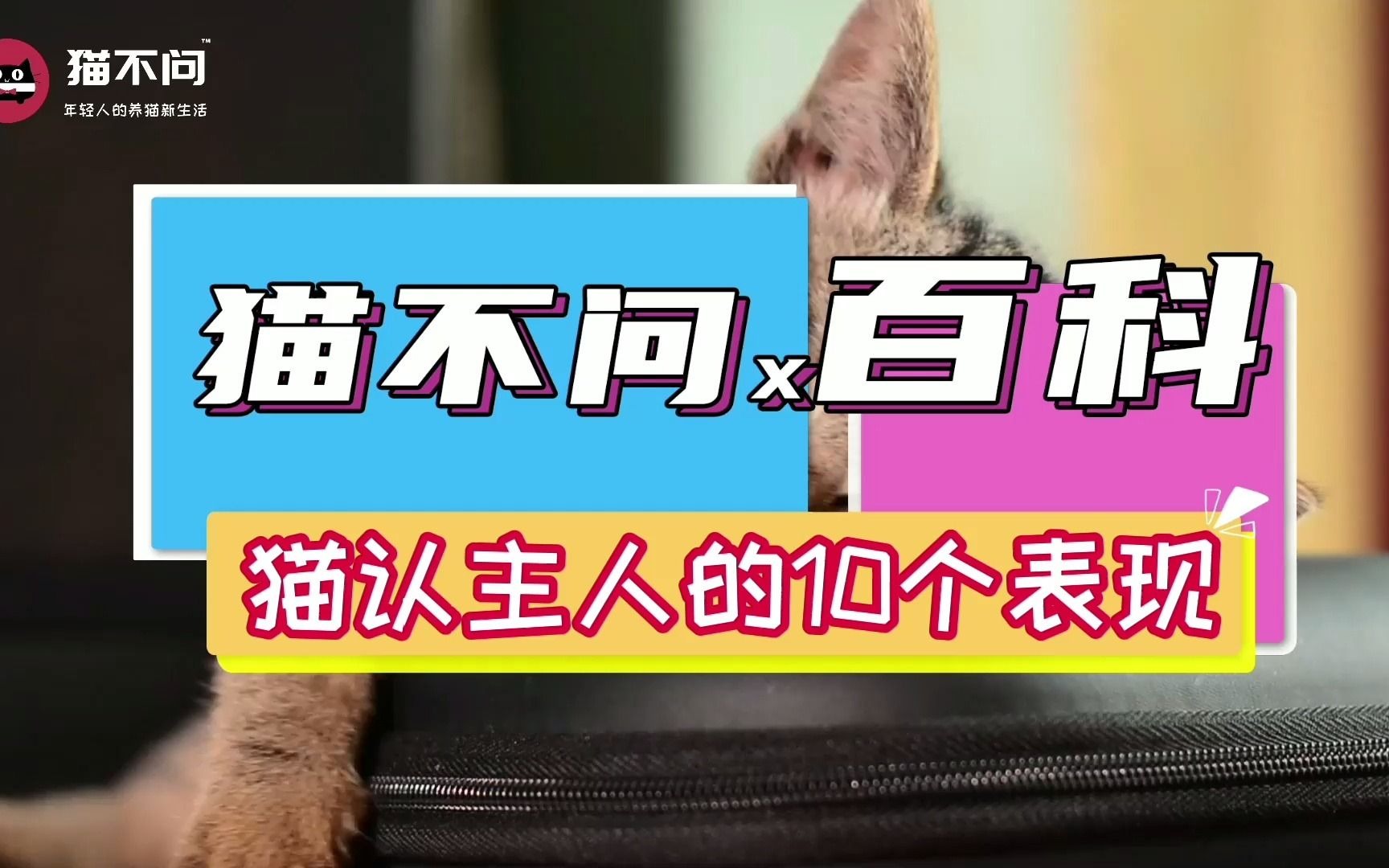 猫认主人的十个表现哔哩哔哩bilibili