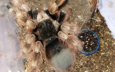 巴西黑白脚捕鸟蛛交配视频