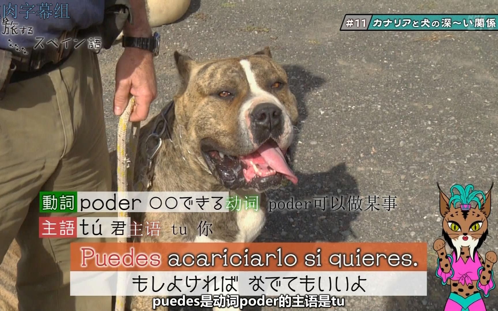 【竹财辉之助】《旅するスペイン语》(旅行西班牙语)第十一话:「カナリアと犬の深~い関系」熟肉哔哩哔哩bilibili